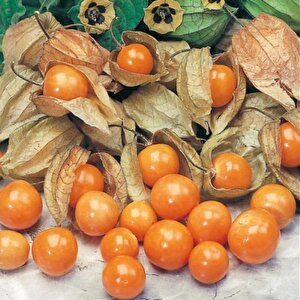 Jumbo Mayhoş Şifalı Altın Çilek Yer Kirazı Fidesi (4 Adet)