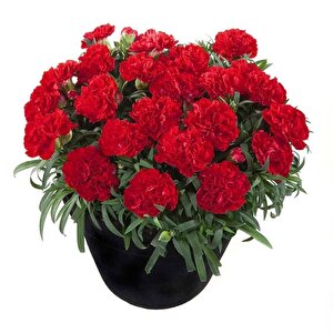 Nadir Kokulu Sweet Pleasure Red  Karanfil Çiçeği Fidesi (2 Adet)