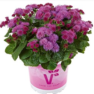 Koleksiyonluk Ariella Violet Vapur Dumanı  Çiçeği Fidesi (1 Adet)