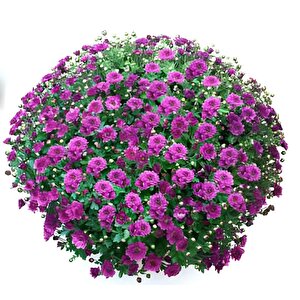 Özel Seri Bransmart Purple   Kasımpatı Krizantem Çiçeği Fidesi (1 Adet)