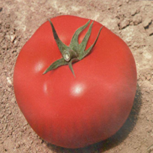 Yüksek Verimli Bt 720 F1 Oturak Hibrit Domates Tohumu (10 Tohum)