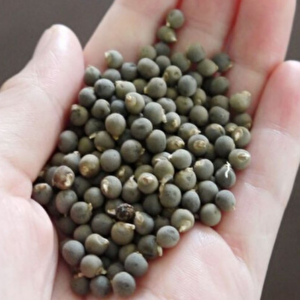 Ata Tohumları İlaçsız Şifa Amaçlı Doğal Bamya Tohumu (250 Gram)