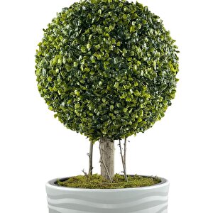 Yapay Ağaç Beyaz Uzun Kumsal Vazoda Şimşir Top Tek Toplu 105cm