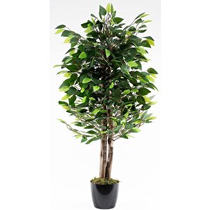 Yapay Ağaç Benjamin Yeşil 2 Gövdeli 110*70cm Siyah Plastik Saksılı