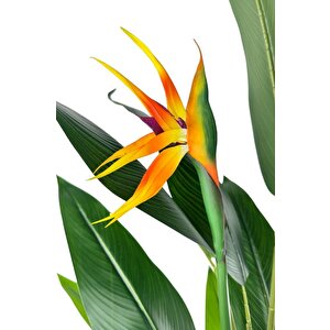 Yapay Ağaç Starliçe 160cm Horoz İbiği Çiçekli Bird Of Paradise Artificial Plants