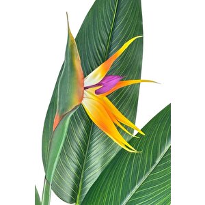 Yapay Ağaç Starliçe 160cm Horoz İbiği Çiçekli Bird Of Paradise Artificial Plants
