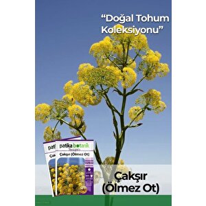 200 Adet Çakşır (ölmez Ot) Tohumu