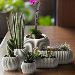 Mercan Dekoratif Sukulent Kaktüs Plastik Saksı Takımı 6'lı Set Bej
