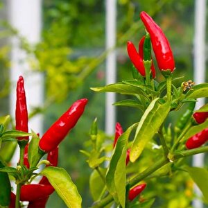 Geleneksel Birds Eye Acı Mini Chili Pepper Biber Tohumu  (70 Adet)