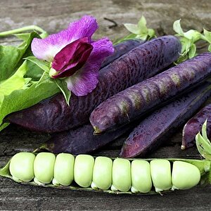 Ata Tohumları Geleneksel Blauwschokker Mor Bezelye Tohumu (10 Tohum)