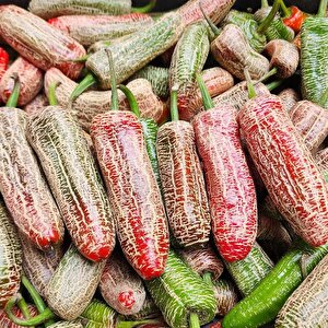 Nadir Ata Tohumları Jalapeno Farmers Biber Tohumu (10 Tohum)