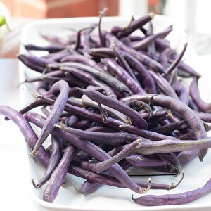 Geleneksel Purple Wax Sırık Fasulye Tohumu (10 Tohum)