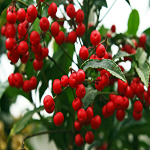 Coralberry Tohumu(5 Tohum)