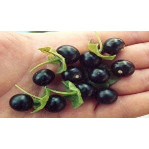 Meksika Jaltomato Tohumu(20 Tohum)