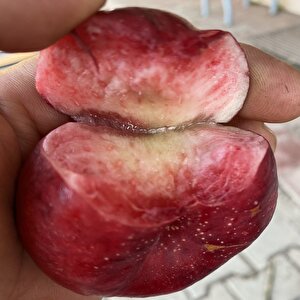Yüksek Aromalı İçi Dışı Kırmızı Gianna Basık Nektarin Tohumu (2 Adet)