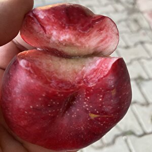 Yüksek Aromalı İçi Dışı Kırmızı Gianna Basık Nektarin Tohumu (2 Adet)