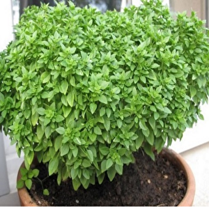 Top Fesleğen Tohumu (50 Gram)