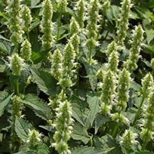Dev  Meksida Beyazı Hyssop Çiçeği Tohumu(50 Tohum)