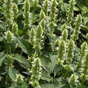 Dev  Meksida Beyazı Hyssop Çiçeği Tohumu(50 Tohum)