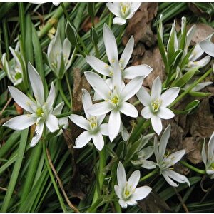 Geleneksel Köpek Soğanı(tükürük Otu-akyıldız Soğanı) Tohumu(30 Tohum)