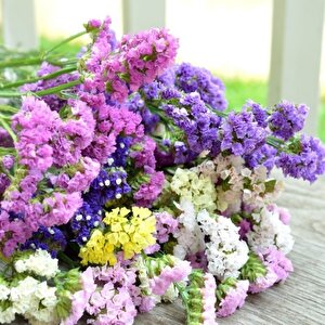 Limonium Sinuatum Blue River Deniz Lavantası Tohumu (30 Tohum)