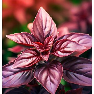 Ata Tohumları Geleneksel Red Basil Boza Kırmızı Tatlı Fesleğen Tohumu(100 Tohum)
