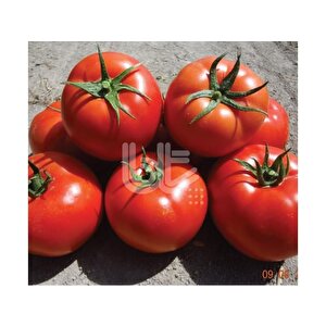 Burty F1 Domates Tohumu (10 Tohum)
