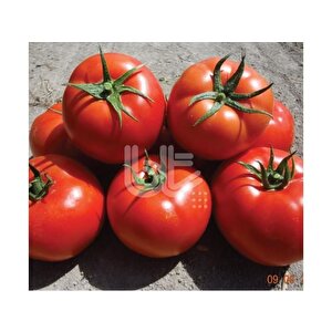 Burty F1 Domates Tohumu (10 Tohum)