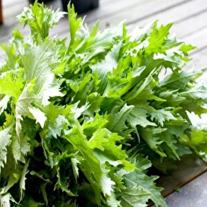 Ata Tohumları Geleneksel Brassica Rapa Japonica Green Mizuna Tohumu(30 Tohum)