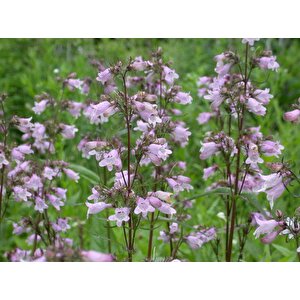Sweet Lady Penstemon Çiçeği Tohumu(50 Adet)