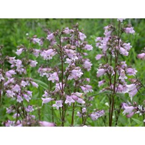 Sweet Lady Penstemon Çiçeği Tohumu(50 Adet)
