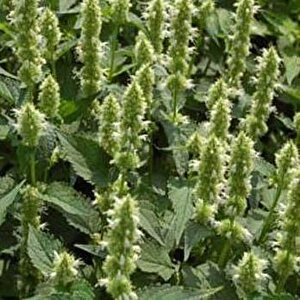 Dev Çiçek Beyaz Mexicana Hysop Çiçeği (50 Tohum)