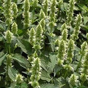 Dev Çiçek Beyaz Mexicana Hysop Çiçeği (50 Tohum)