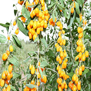 Amber Sweet Altuni Sarı Goji Berry Tohumu (10 Tohum)