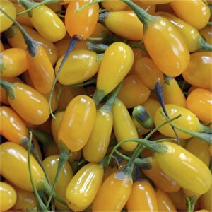 Amber Sweet Altuni Sarı Goji Berry Tohumu (10 Tohum)