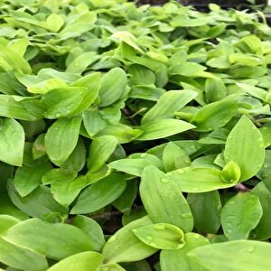 Tradescantia Flumensis Telgraf Çiçeği Fidesi(5 Adet)
