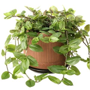 Tradescantia Flumensis Telgraf Çiçeği Fidesi(5 Adet)