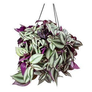 Alacalı Yapraklı Tradescantia Zebrina Telgraf Çiçeği Fidesi (5 Adet)