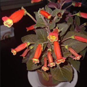 Koleksiyonluk Brasil Gem Kohleria Japon Küpelisi Çiçeği Fidesi (mini Potta)