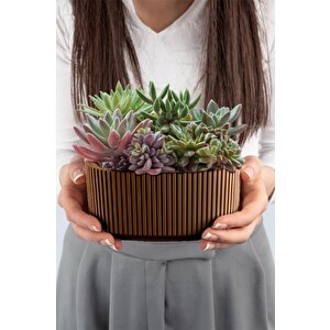 Krs-248 Pera Dekoratif Aranjman Kaktus Sukulent Saksı 1.8 Litre No 2 Kahverengi