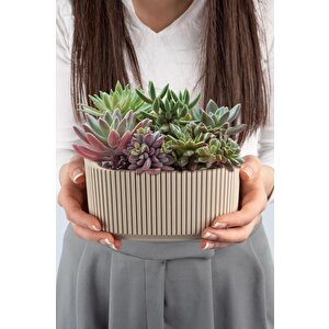 Krs-247 Pera Aranjman Kaktus Sukulent Saksı 1 Litre 3'lü Set
