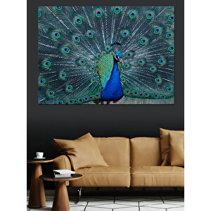 Gösterişli Mavi Tavus Kuşu Dekoratif Kanvas - Mdf Ahşap Tablo
