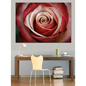 Yakın Plan Gül Detayı Dekoratif Kanvas - Mdf Ahşap Tablo 50x70 cm