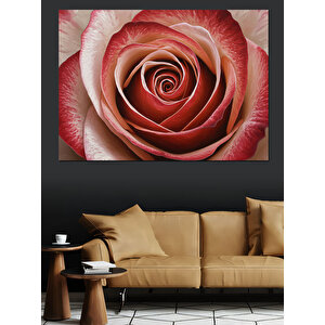 Yakın Plan Gül Spiral Dekoratif Kanvas - Mdf Ahşap Tablo 100x140 cm