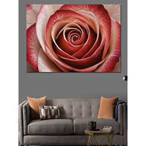 Yakın Plan Gül Spiral Dekoratif Kanvas - Mdf Ahşap Tablo 70x100 cm