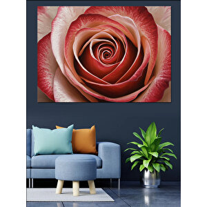 Yakın Plan Gül Spiral Dekoratif Kanvas - Mdf Ahşap Tablo 35x50 cm