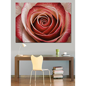 Yakın Plan Gül Spiral Dekoratif Kanvas - Mdf Ahşap Tablo