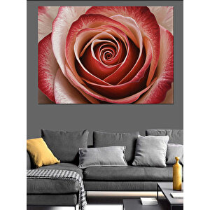 Yakın Plan Gül Spiral Dekoratif Kanvas - Mdf Ahşap Tablo