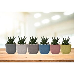 Krs-382 Dekoratif Plastik Mercan Kare Saksı 0.67 Lt 6 Renk Set