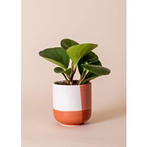 Porselen Saksı Pembe 9x10 Cm